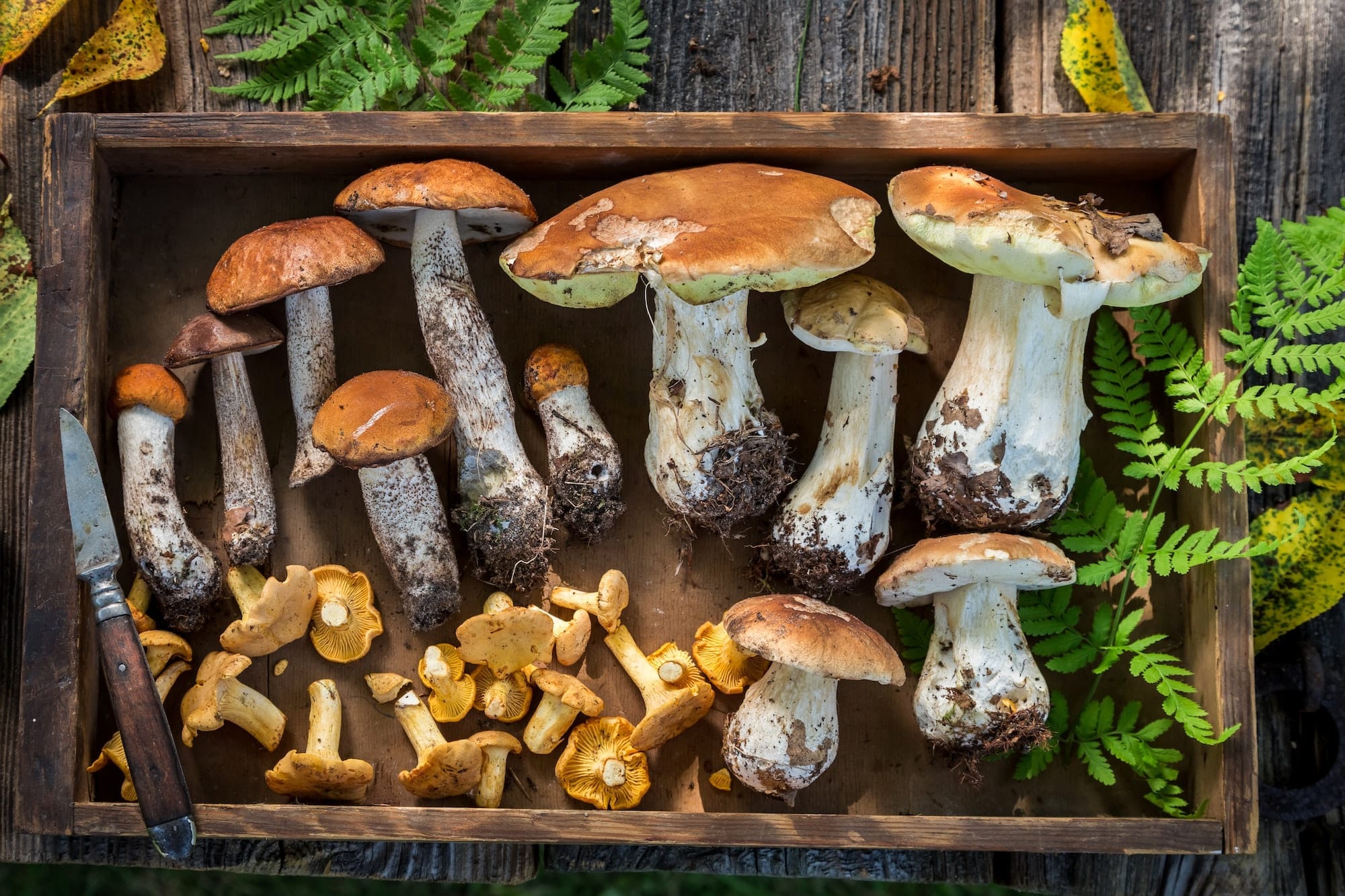 Healing Power of Mushrooms: A Nutritional Approach to Recovery After Plastic Surgery